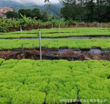 屋頂隔熱美化 地被植物 佛甲草 易養護 樓頂綠化 佛指草青葉