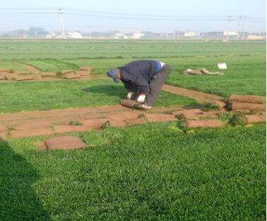 供應山東地區專用四季青草坪種子，護坡綠化草坪