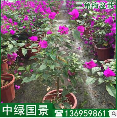 漳州三角梅小苗高度30-150公分 三角梅園林園藝綠化批發