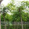 基地批發合歡樹苗園林道樹小區綠化工程合歡小苗規格齊全量大從優