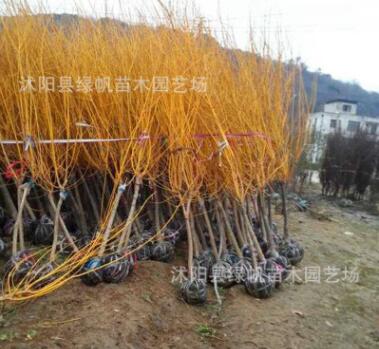 低價批發(fā)工程綠化苗木 黃金槐苗 黃金槐樹 金枝國槐樹