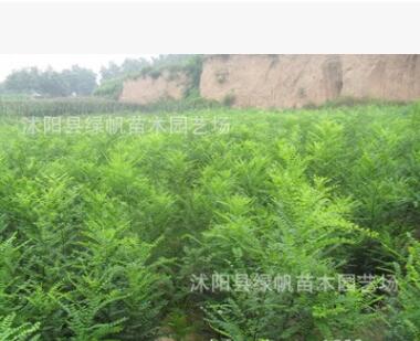 綠化苗木批發(fā) 國槐樹苗 國槐小苗 速生國槐苗 大小規(guī)格齊全成活高