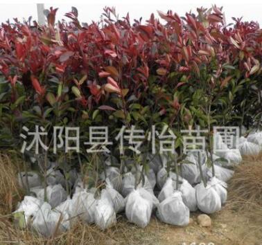 紅葉石楠苗批發 基地銷售 紅葉石楠球 樹苗 綠化道路苗木批發
