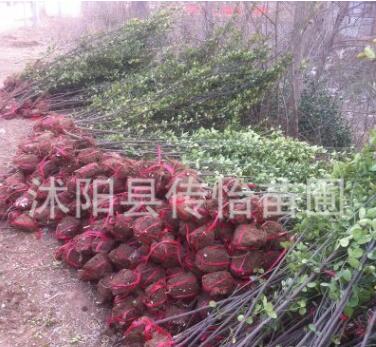 批發(fā)冬青樹苗 綠籬笆植物 四季常青 冬青條子法國冬青苗 2米高