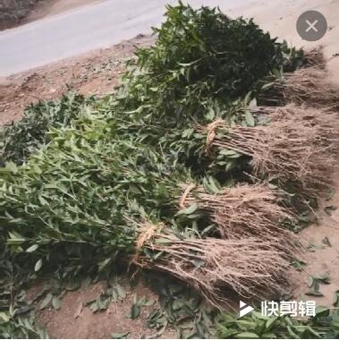 桂花樹苗批發丹桂狀元紅100-180cm濃香型庭院植物