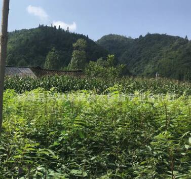 精品推薦經(jīng)濟(jì)苗木漆樹 一年生漆樹小苗 漆樹苗150萬株