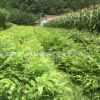 專業(yè)供應(yīng)新采金錢柳苗 成活率高金錢柳苗 金錢柳苗批發(fā)