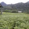 8-18cm七葉樹 苗圃直銷七葉樹 苗木基地七葉樹