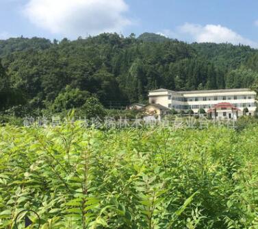 長期供應造林黃柏苗 中藥材黃柏苗 黃柏樹苗批發