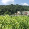 長期供應造林黃柏苗 中藥材黃柏苗 黃柏樹苗批發