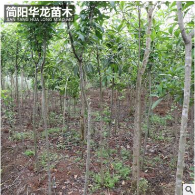 基地出售供應海棠苗 量大價低基地直銷 規格齊全高成活海棠苗