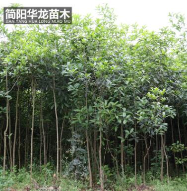 工程綠化樹木桂花苗 量大價低基地直銷 規格齊全高成活桂花苗批發