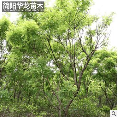 簡陽苗圃供應黃金槐 園林綠化樹木 行道街道樹木高成活黃金槐批發