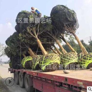 成都產(chǎn)地批發(fā)精品桂花樹 金桂四季桂八月桂 樹苗園林綠化工程
