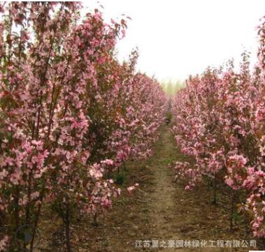 木瓜海棠基地直銷園林工程綠化苗木庭院盆栽花卉植物貼梗海棠樹苗