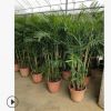 散尾葵規格齊全廠家批發量大從優物美價廉散尾葵自有基地