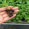 芭比琴葉榕小葉榕榕樹苗組培苗 基地種植批發(fā) 室內(nèi)客廳觀葉小盆栽