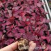 基地批發(fā)彩美麗竹芋苗組培觀葉植物吸甲醛防幅射耐擺放小盆栽