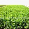 小葉黃楊 工程綠化 綠植盆景造型 黃楊球