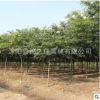 批發櫸樹樹苗行道庭蔭樹 紅櫸木苗 園林工程綠化櫸樹苗木規格齊全