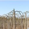 龍抓槐樹苗批發 園林綠化苗木庭院綠化 龍抓槐苗行道觀葉植物