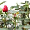 嫁接老樁樹狀月季批發 室內盆栽庭院陽臺樹樁月季 濃香四季開花