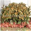 廣玉蘭樹苗批發 園林綠化苗木廣玉蘭花苗 庭院觀賞綠植玉蘭樹苗