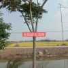 全冠原生欒樹