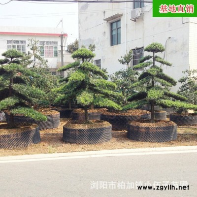 批發造型羅漢松 綠化苗木 羅漢松苗  市政園林 價格合理 質量保證