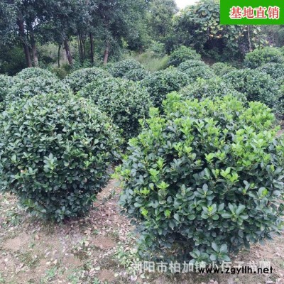 批發大葉黃楊球苗  冬青球綠化苗木 工程綠化 基地直銷 苗農種植