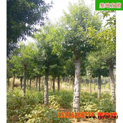 截桿移植15至20杜英 綠化苗木 杜英樹苗 園林綠化工程苗 杜英苗