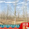 基地直銷法桐樹帶帽法桐量大從優貨源充足