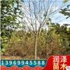 國槐樹苗風景樹圓柱形綠色系觀葉園林植物南北方種植金枝國槐樹