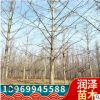 銀杏小苗銀杏樹苗占地樹苗嫁接銀杏銀杏樹白果樹苗精品銀杏樹批發