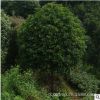 湖南桂花專業種植桂花樹 耐高溫不怕寒適各地種植 綠化苗木