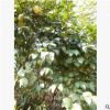 湖南油茶樹基地供應(yīng) 高產(chǎn)油茶苗 油茶嫁接茶花價格低 綠化苗木