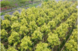 現(xiàn)在種植綠化苗木要掌握以下關(guān)鍵措施，少有不慎，就會(huì)當(dāng)柴火燒