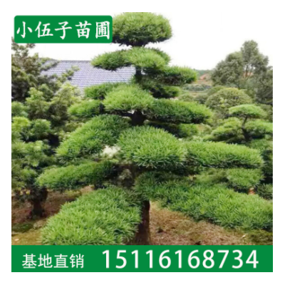 批發(fā)羅漢松造型樹園林工程綠化精品庭院樹 規(guī)格齊全湖南基地直銷