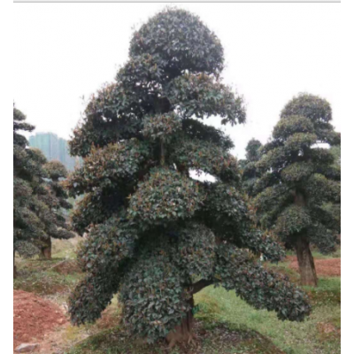 批發(fā)欏木石楠 庭院精品造型樹木市政園林綠化苗木 苗圃基地直銷