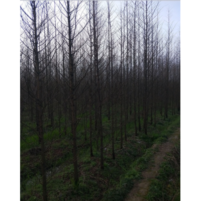 江西水杉供應(yīng)，九江1-10公分水杉，水杉報(bào)價(jià)