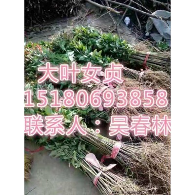 大葉女貞小苗