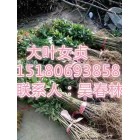 大葉女貞小苗