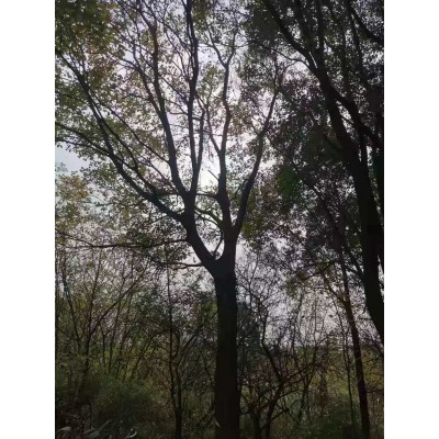 樸樹