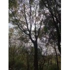 樸樹