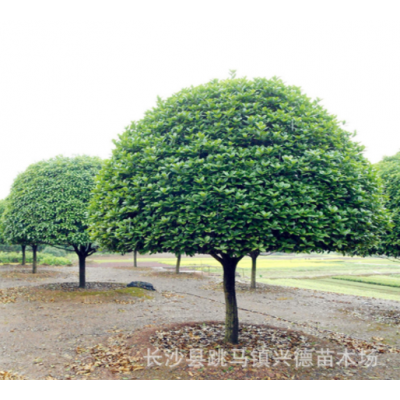 批發(fā)桂花 湖南桂花樹 金桂 八月桂花香花期長 長沙綠化苗木