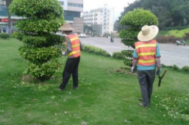 沂南西山小區棚改項目幼兒園綠化配套工程競爭性磋商公告