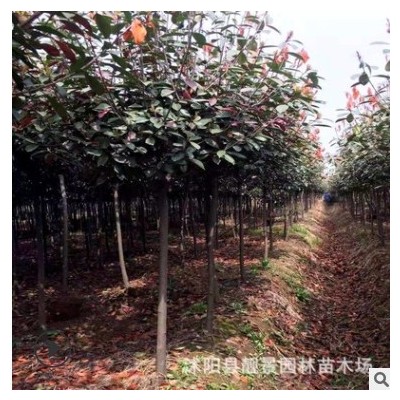 沭陽現貨紅葉石楠樹苗 園林綠化大喬木樹 高分枝紅葉石楠球價格