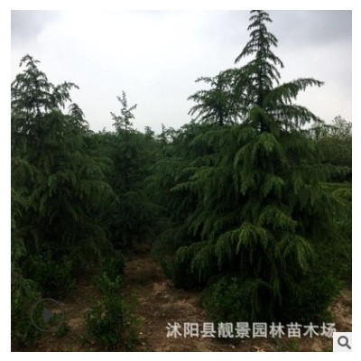 常綠喬木雪松產地 寶塔松形飽滿 荒山造林大雪松樹基地批發