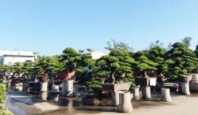 每一個(gè)老平洲人都逛過(guò)的市場(chǎng)，要拆了……