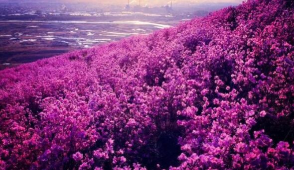 杜鵑花的鑒賞與養(yǎng)護(hù)管理，值得收藏